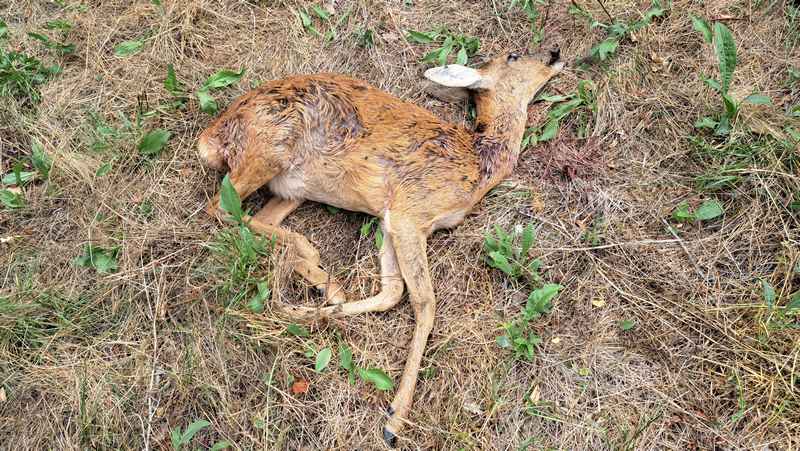 Jeune chevreuil tué par un loup