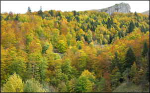 Forêt en automne vers Val Drôme Forêt en automne vers Val Drôme