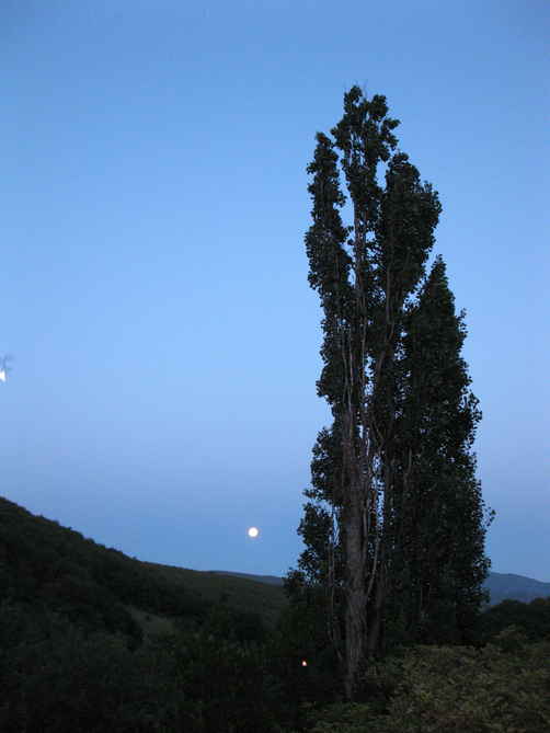 Peuplier et clair de lune