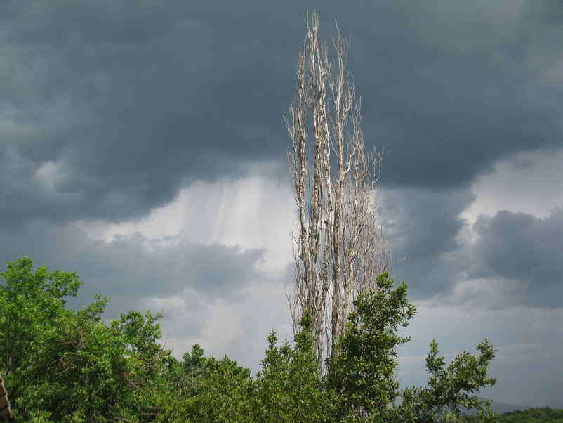 Peuplier mort et ciel gris