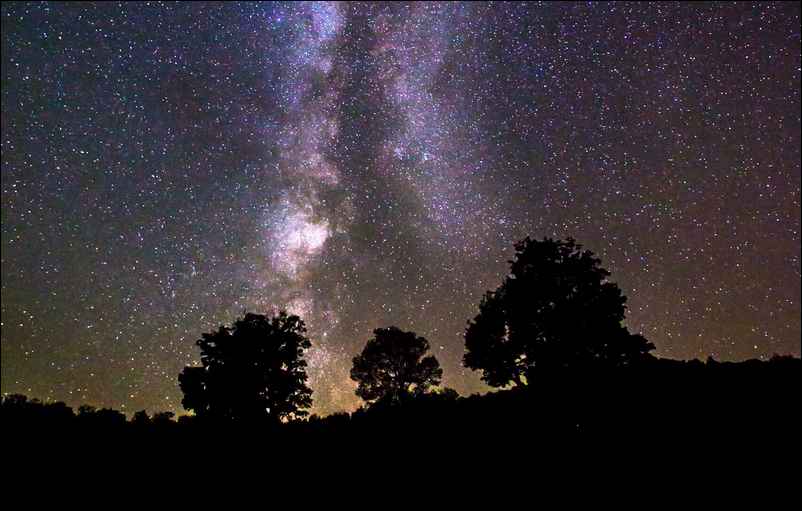 Arbres noirs sur fond de ciel étoilé