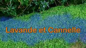 Image de la vidéo Lavande et Cannelle