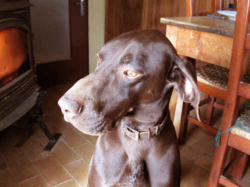 Tête du braque allemand