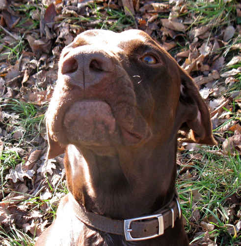 Le chien n'est pâs content