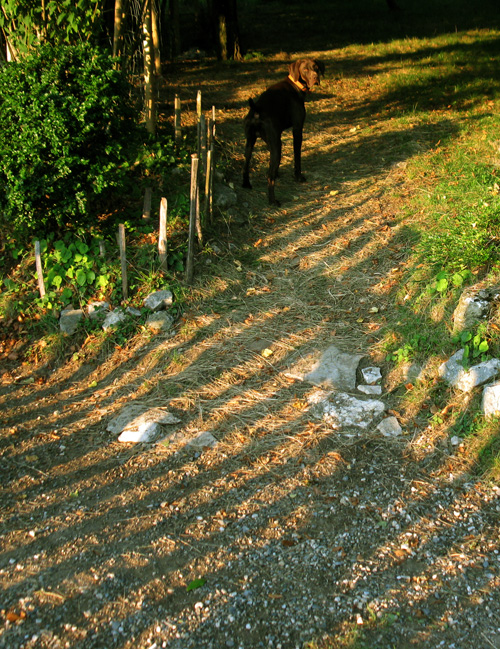 Le chien attend