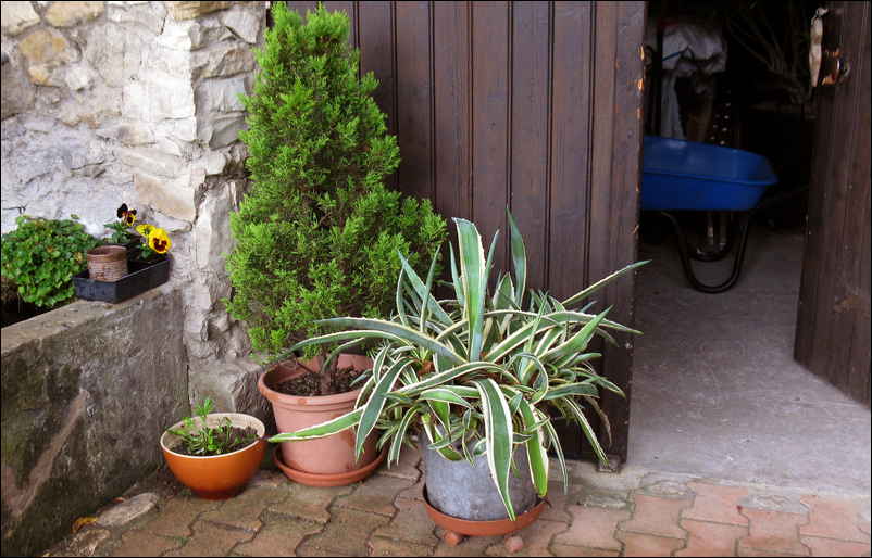 Agaves devant le garage