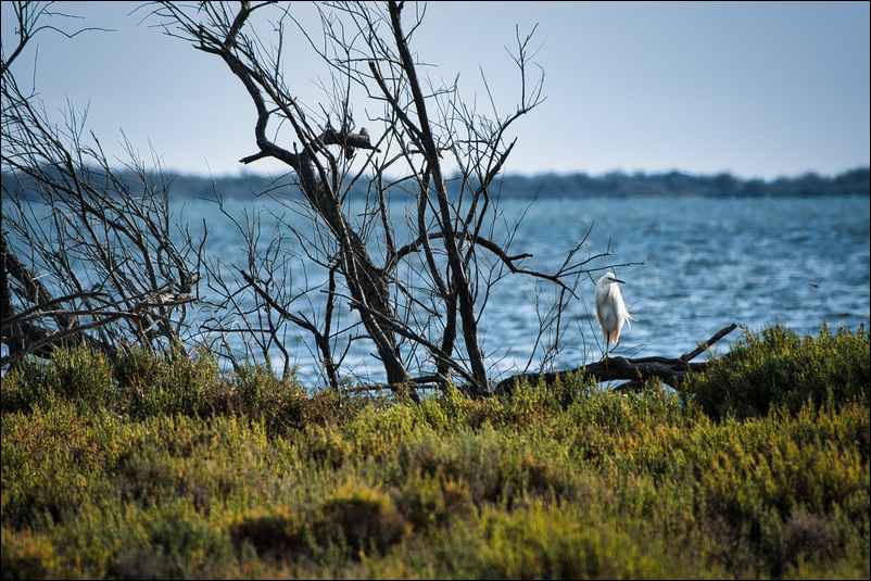 Aigrette garzette en Camargue