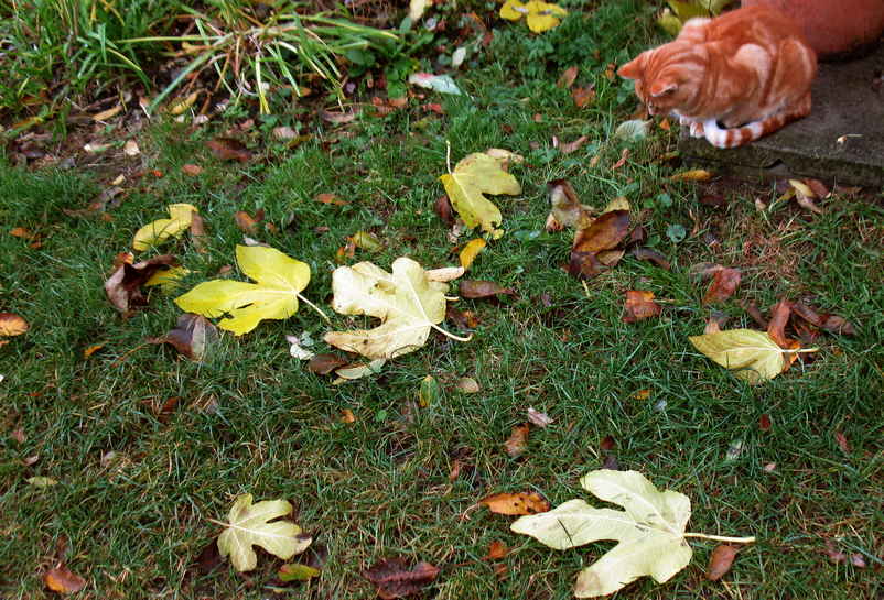 Le chat regarde les feuilles
