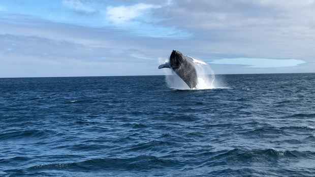 Baleine aux Galápagos, photo Bryan Thompson