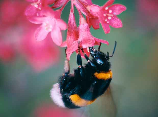 Bourdon, photo Thomas Millot
