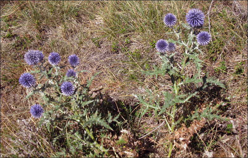 Chardon bleu equinops dans la Drôme