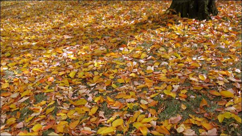Feuilles d'automne sur le sol