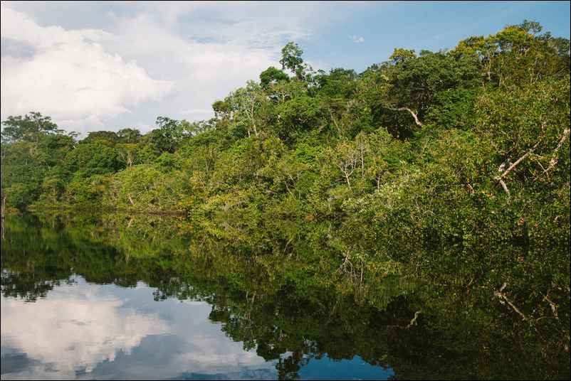 Rivière et forêt en Amazonie