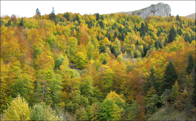 Forêt en automne vers Val Drôme