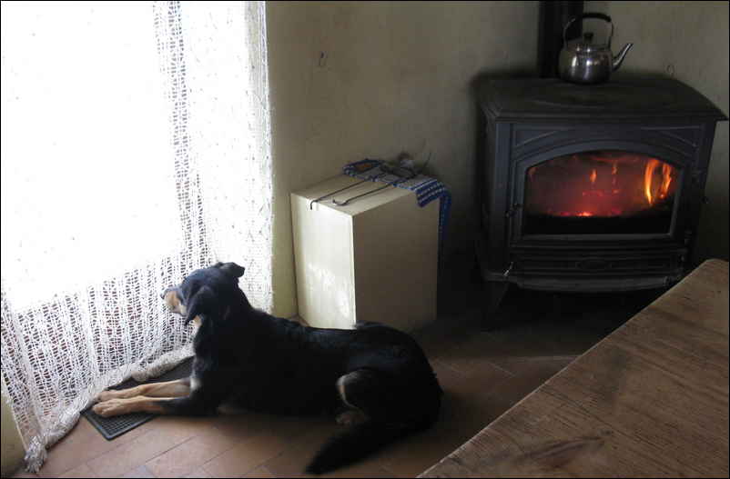 Le chien regazrde par la fenêtre